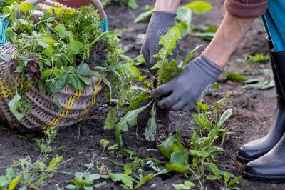 Effective Weed Pulling Strategies — Cost of Weed Pulling