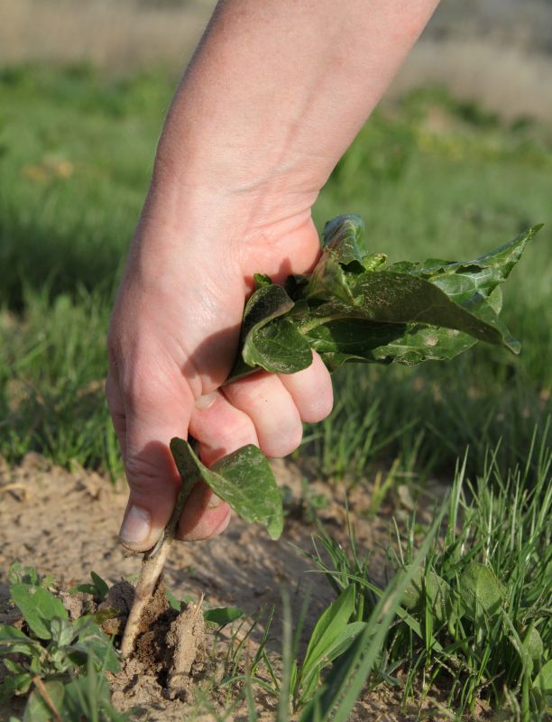 Effective Weed Pulling Strategies — Cost of Weed Pulling