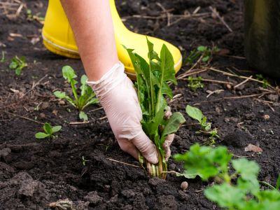 Effective Weed Pulling Strategies — Cost of Weed Pulling