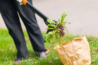 Weed Pullings in a Garden Bed