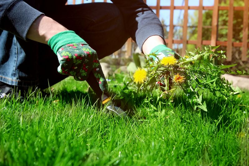 Tools Used for Weed Pullings