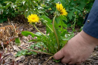 Keep Your Garden Weed Free!