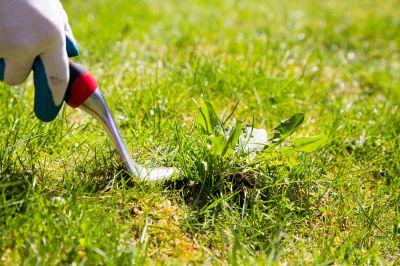 Keep Your Lawn Weed Free!